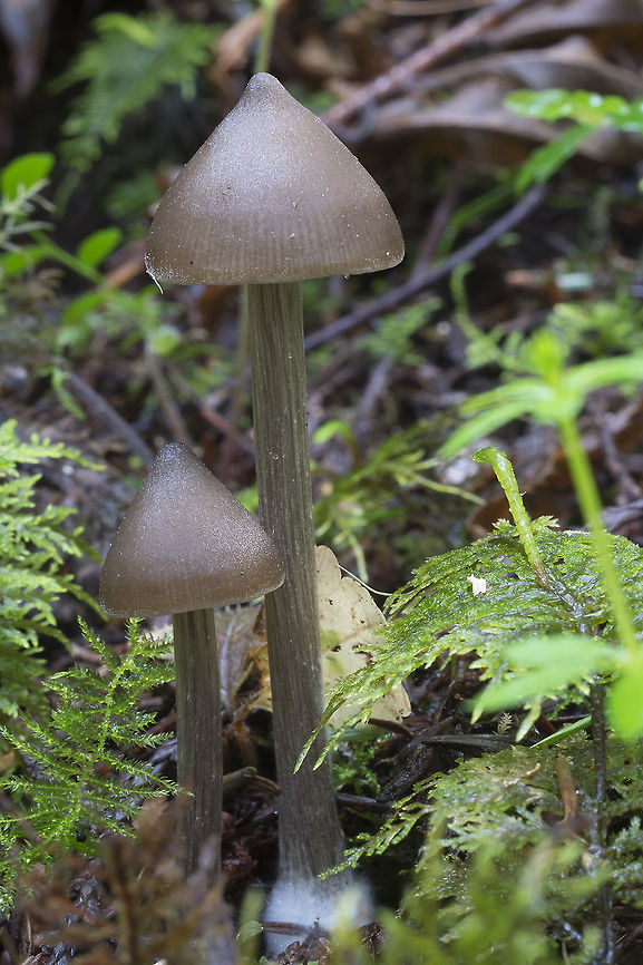Brown umbonate mushrooms  Geotagged,Spring,United States