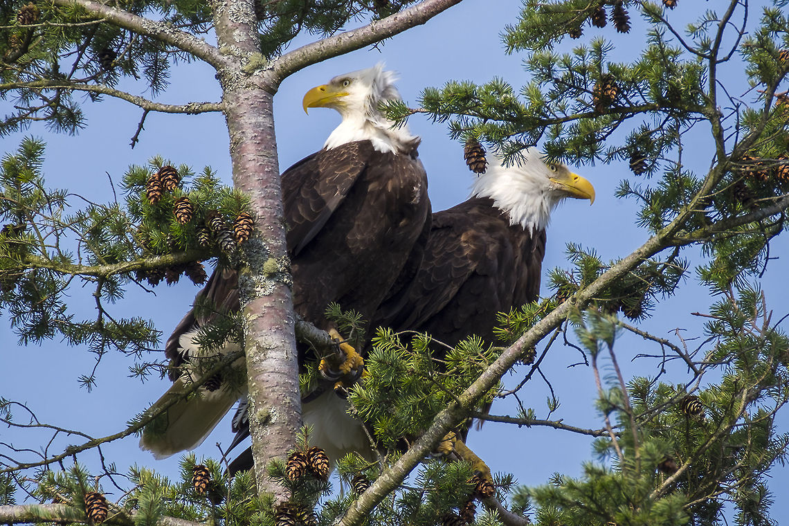 Bald Eagle pair  Bald Eagle,Geotagged,Haliaeetus leucocephalus,Spring,United States