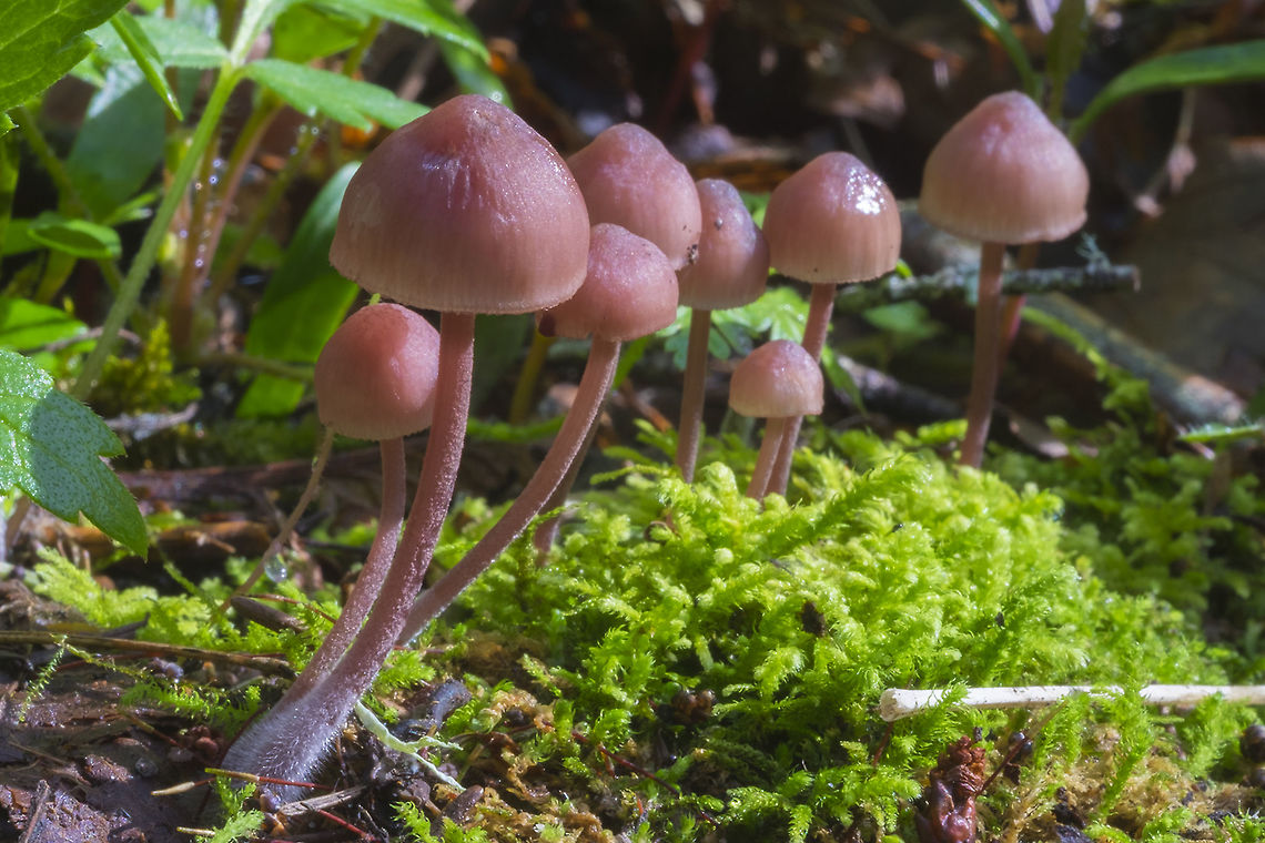 Bleeding fairy helmets  Bleeding fairy helmet,Geotagged,Mycena haematopus,Spring,United States