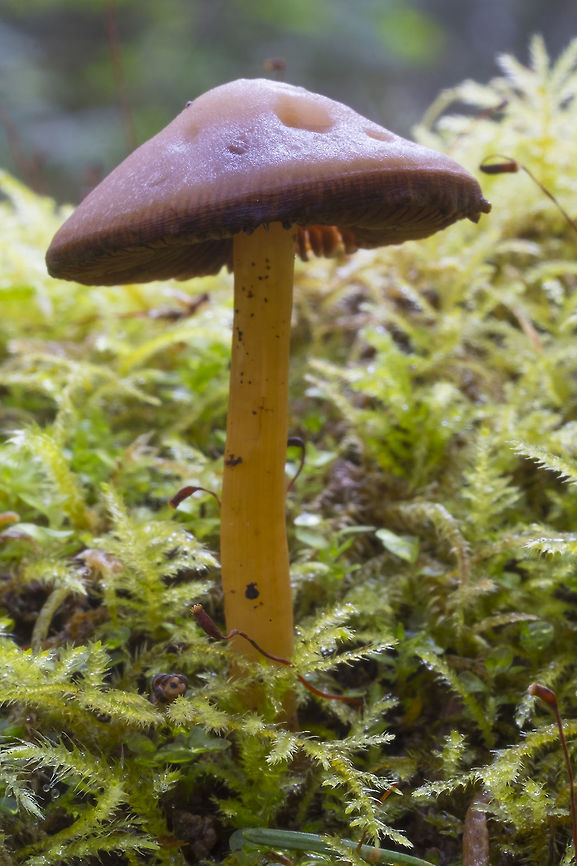 pale mushroom with a bright yellow stem  Geotagged,Spring,United States