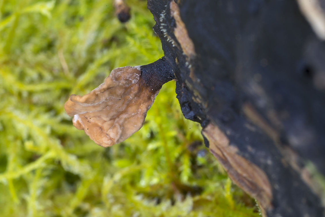 Tiny tan club fungi on wood  Geotagged,Spring,United States