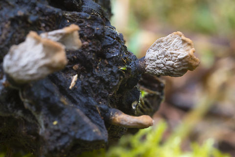 Back side of odd fungi these were so odd I took photos of both sides...
This looks just like photos of Xylaria cubensis - but it's not supposed to grow here...  Geotagged,Spring,United States