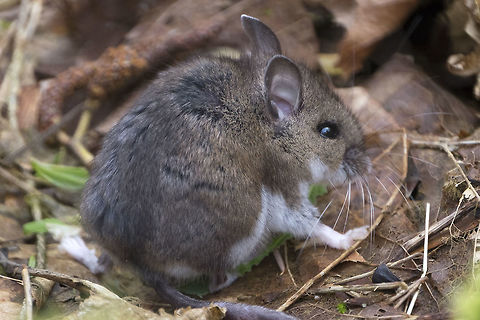 Deer mouse  Geotagged,Peromyscus maniculatus,Spring,United States