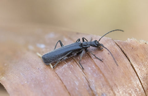 treehugger soldier beetle