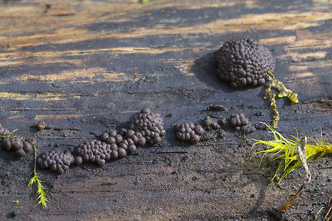 Annulohypoxylon multiforme I might be able to ID this one - not a huge amount of info on the individual species though..  Annulohypoxylon multiforme,Geotagged,Spring,United States