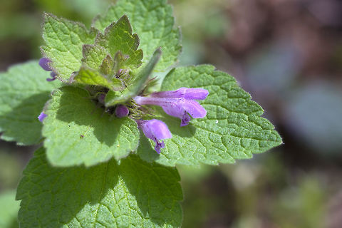 Red Dead Nettle  Geotagged,Lamium purpureum,Red Deadnettle,Spring,United States