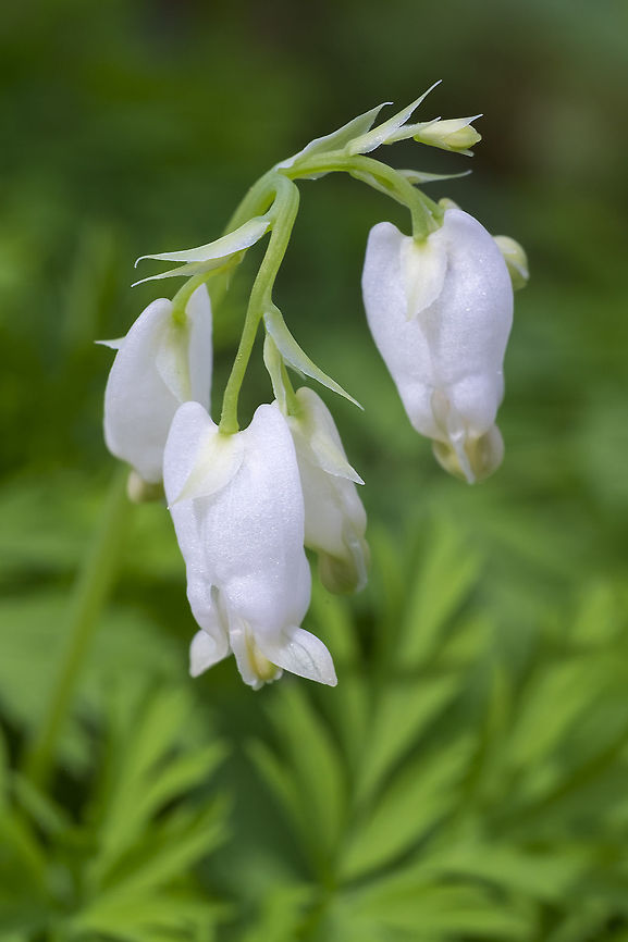 white bleeding heart  Dicentra formosa,Geotagged,Spring,United States