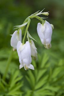 white bleeding heart  Dicentra formosa,Geotagged,Spring,United States