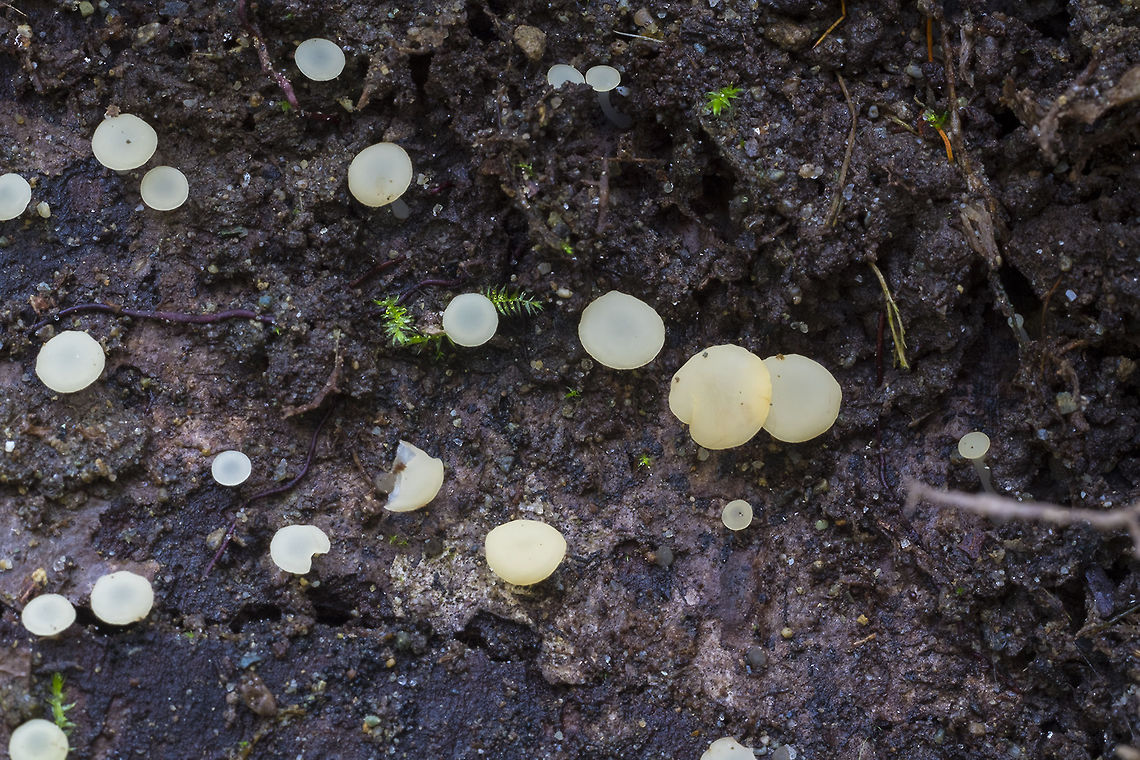 Tatraea macrospora  Geotagged,Spring,Tatraea macrospora,United States