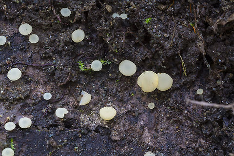 Tatraea macrospora  Geotagged,Spring,Tatraea macrospora,United States