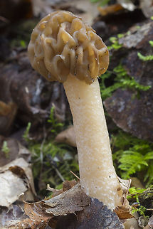 False Morel  Geotagged,Spring,United States,Verpa bohemica