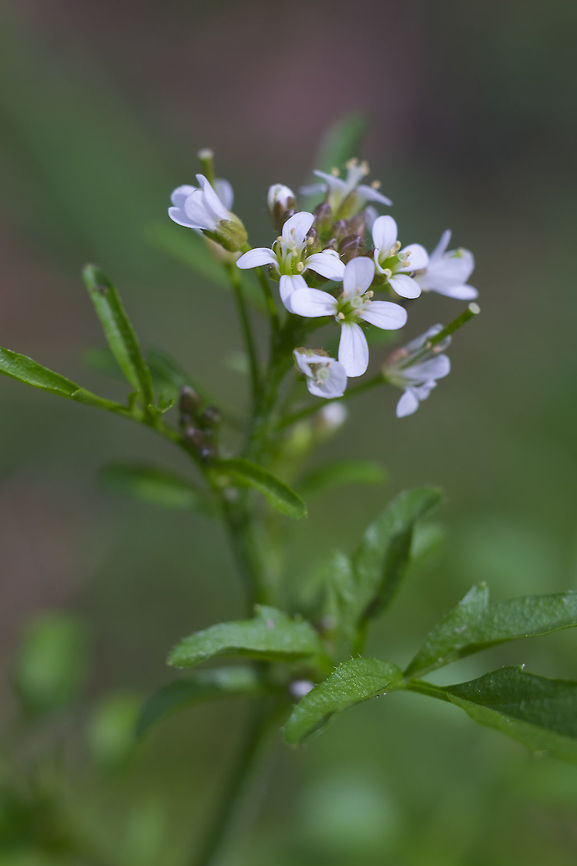 Hairy bittercress  Cardamine hirsuta,Geotagged,Hairy bittercress,Spring,United States