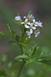 Hairy bittercress  Cardamine hirsuta,Geotagged,Hairy bittercress,Spring,United States