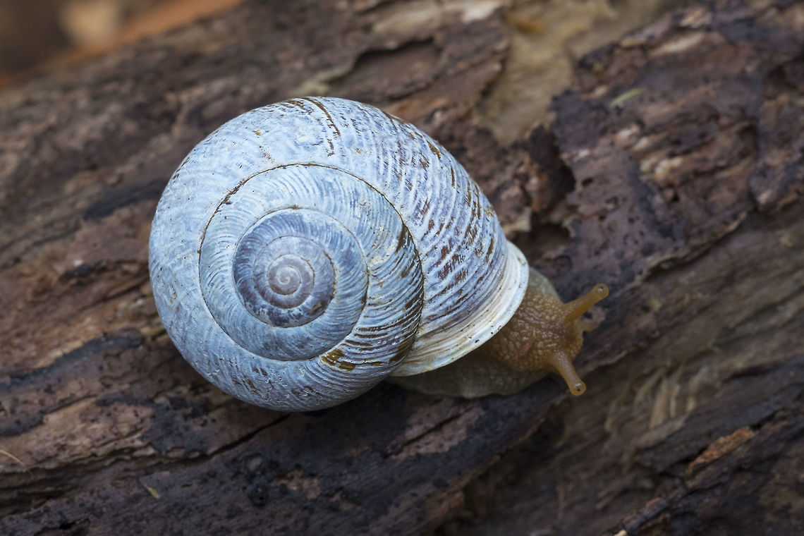 Oregon Forest Snail  Allogona townsendiana,Geotagged,Oregon forestsnail,Spring,United States