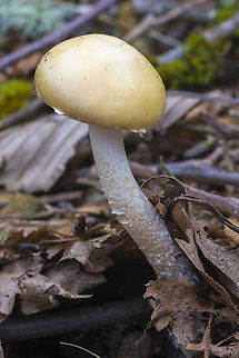 Questionable Stropharia  Geotagged,Questionable Stropharia,Spring,Stropharia ambigua,United States