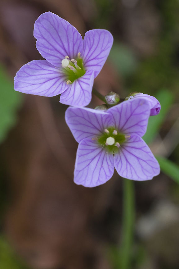 Nutall's cardamine  Cardamine nuttallii,Geotagged,Nuttall's toothwort,Spring,United States
