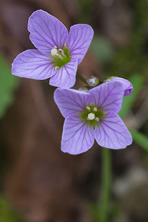Nutall's cardamine  Cardamine nuttallii,Geotagged,Nuttall's toothwort,Spring,United States