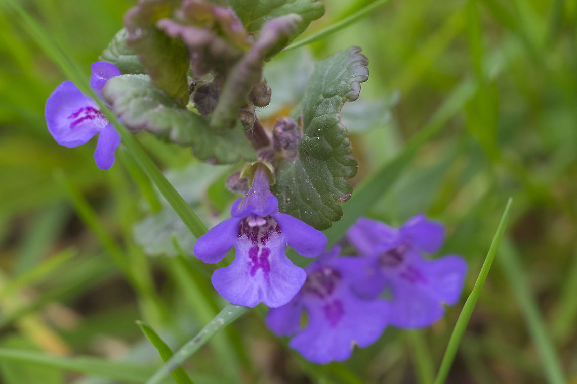 Creeping Charlie  Geotagged,Glechoma hederacea,Spring,United States