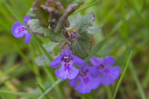 Creeping Charlie  Geotagged,Glechoma hederacea,Spring,United States