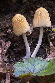 Mica cap  Coprinellus micaceus,Geotagged,Spring,United States