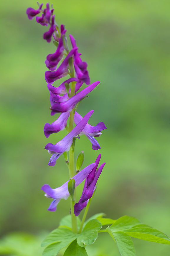Scouler's Corydalis  Corydalis scouleri,Geotagged,Scouler's Corydalis,Spring,United States