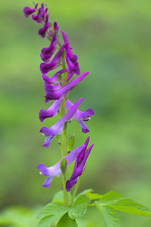 Scouler's Corydalis  Corydalis scouleri,Geotagged,Scouler's Corydalis,Spring,United States