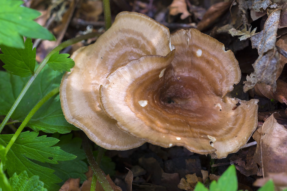 Coltricia cinnamomea  Coltricia cinnamomea,Geotagged,Spring,United States