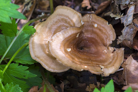 Coltricia cinnamomea  Coltricia cinnamomea,Geotagged,Spring,United States