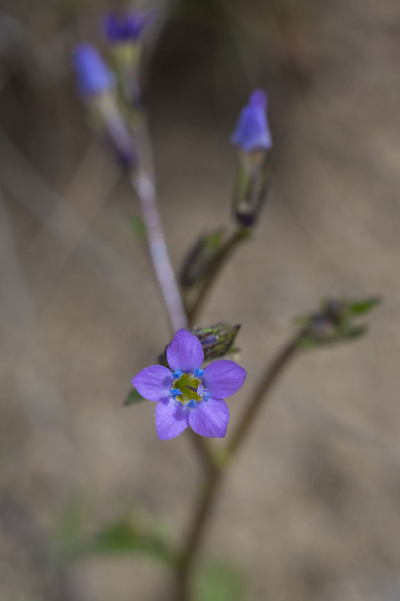 Shy Gilia very tiny purple - blue flowers with bright blue stamens Geotagged,Gilia inconspicua,Spring,United States