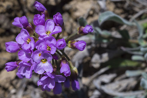 Daggerpod  Geotagged,Phoenicaulis,Phoenicaulis&nbsp;cheiranthoides,Spring,United States
