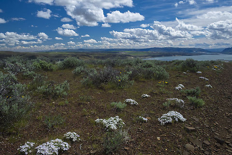Phlox mirrors the clouds  Geotagged,Phlox hoodii,Spring,United States
