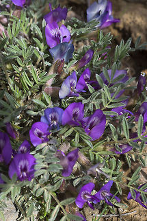 Woolypod milkvetch  Astragalus purshii,Geotagged,Spring,United States,Woollypod milkvetch