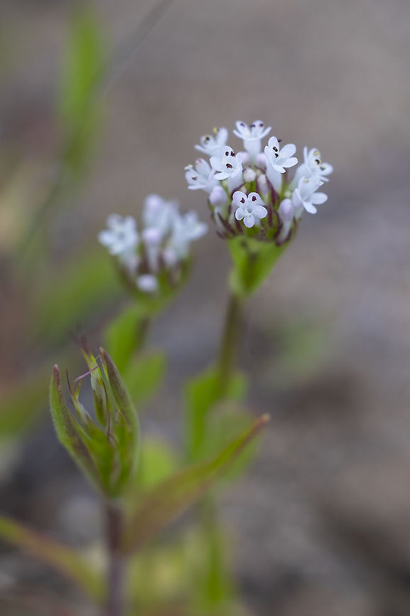 White Plectritis  Geotagged,Plectritis macrocera,Spring,United States