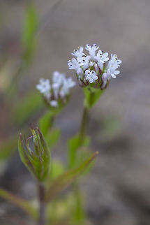 White Plectritis  Geotagged,Plectritis macrocera,Spring,United States