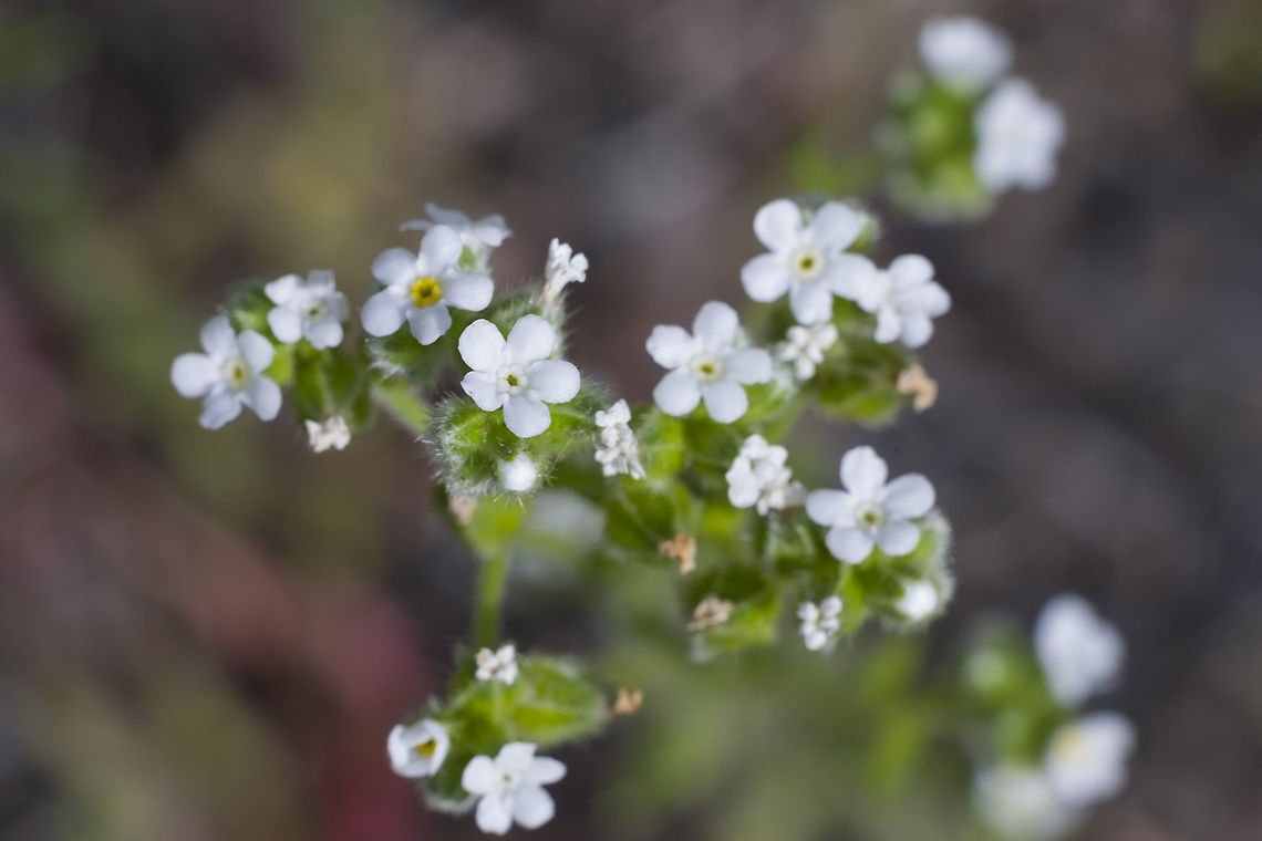 Wingnut Cryptantha  Cryptantha pterocarya,Geotagged,Spring,United States