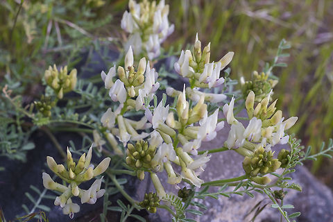 Astragalus  Geotagged,Spring,United States