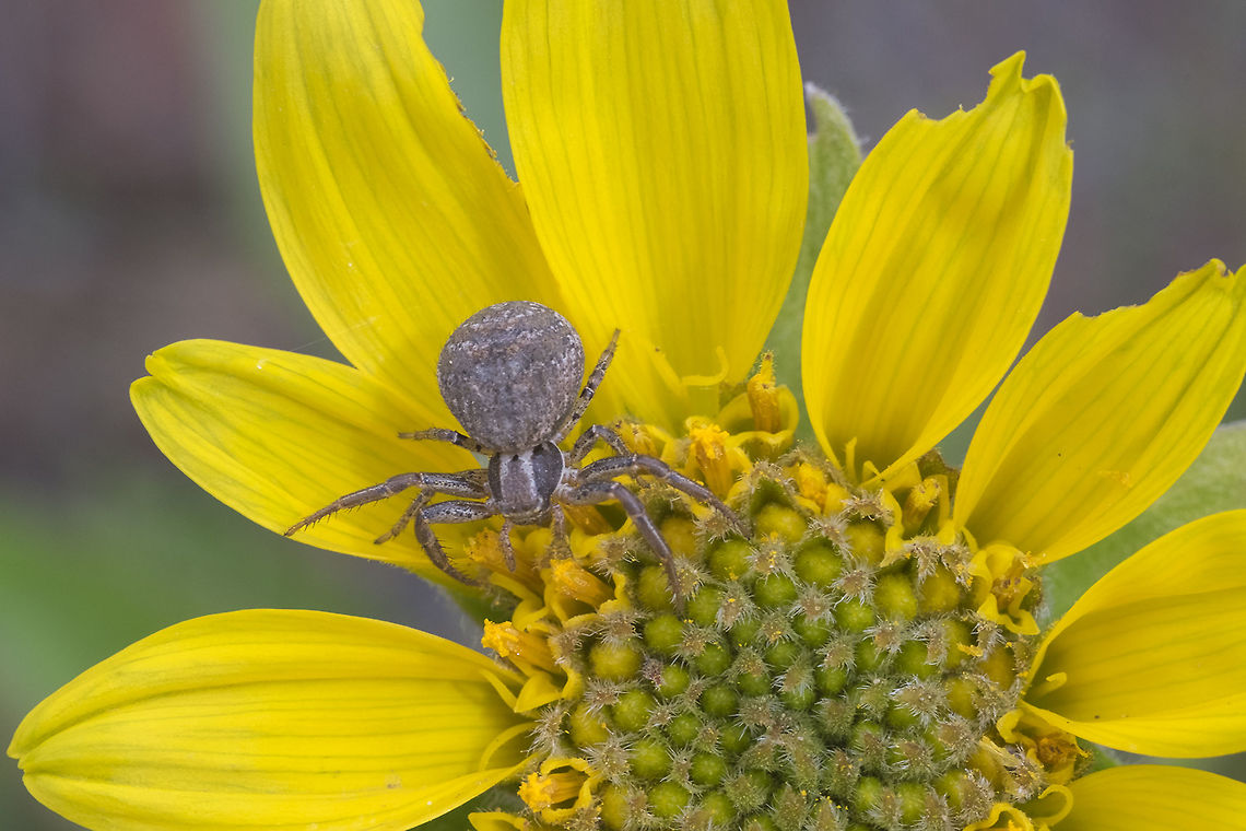 Brown crab spider likely Xysticus sp. Geotagged,Spring,United States