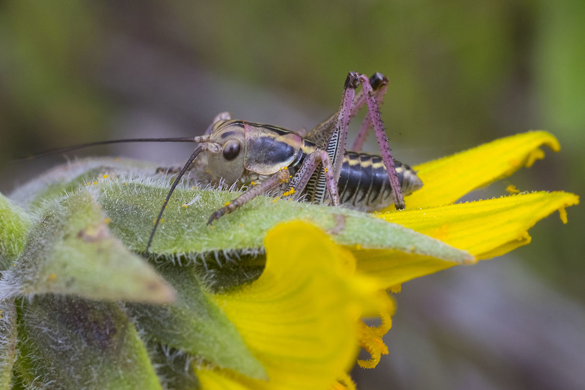 Cricket nymph submitted to BugGuide.. I think it&#039;s a shield katydid - possibly a Mormon Cricket, Coulee Cricket or maybe even a notable apote.. (the adults of this species have stripes on their backs). The colors that these bugs come in are apparently highly variable. Geotagged,Spring,United States