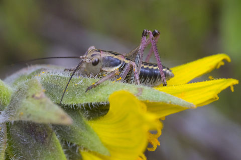 Cricket nymph submitted to BugGuide.. I think it's a shield katydid - possibly a Mormon Cricket, Coulee Cricket or maybe even a notable apote.. (the adults of this species have stripes on their backs). The colors that these bugs come in are apparently highly variable. Geotagged,Spring,United States