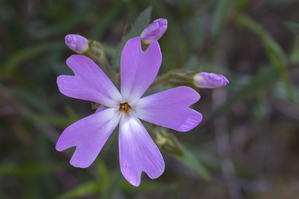 Showy phlox  Geotagged,Phlox speciosa,Showy phlox,Spring,United States