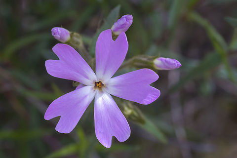 Showy phlox  Geotagged,Phlox speciosa,Showy phlox,Spring,United States