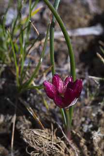 Fragile onion  Allium scilloides,Fragile onion,Geotagged,Spring,United States