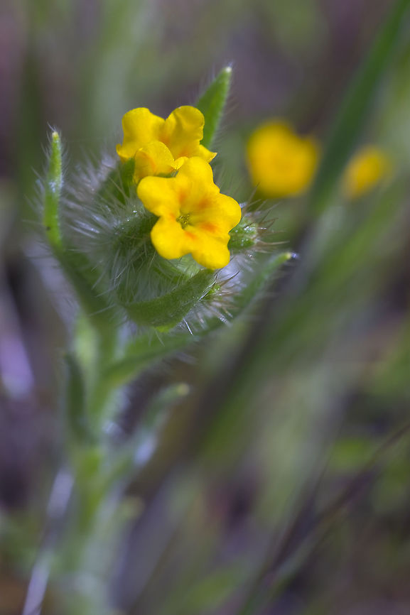 tarweed fiddleneck  Amsinckia lycopsoides,Geotagged,Spring,United States