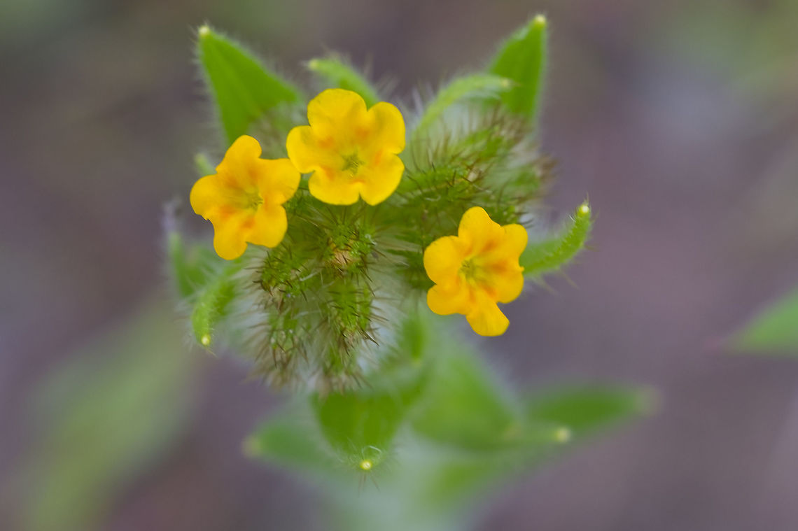 Bristly fiddleneck  Amsinckia tessellata,Geotagged,Spring,United States