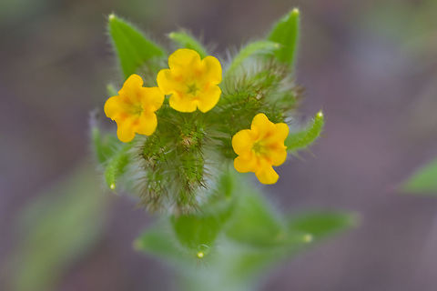 Bristly fiddleneck