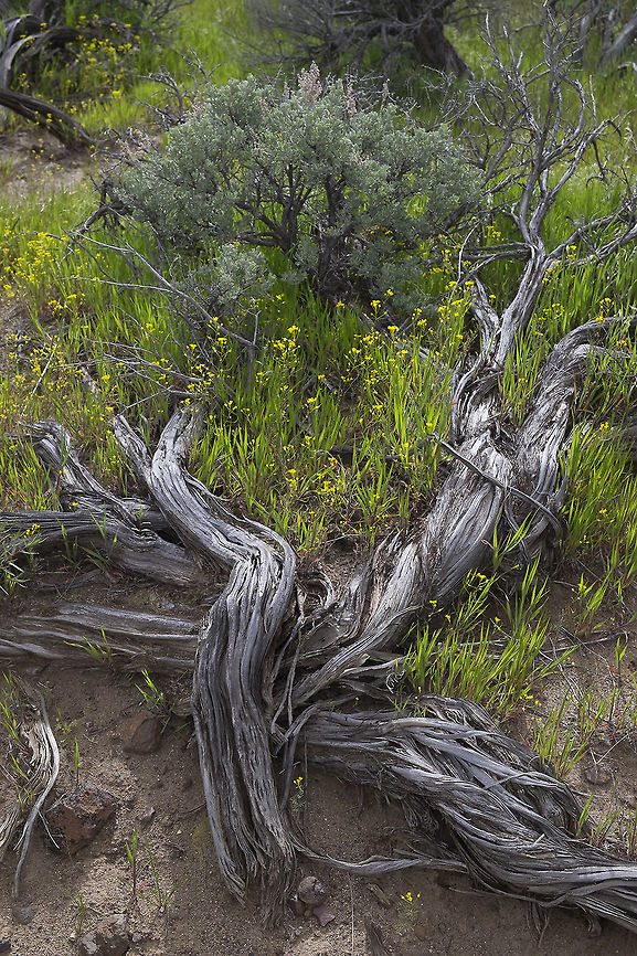 sagebrush tanysmustard the tiny, abundant yellow flowers are Nelson&#039;s/sagebrush tansymustard. <br />
Descurainia pinnata ssp. nelsonii  Descurainia pinnata,Geotagged,Spring,United States,Western tansymustard