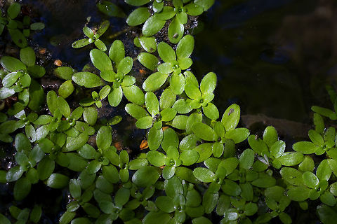 spring water starwort  Callitriche palustris,Geotagged,Spring,United States