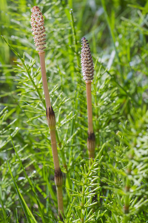 Common horsetail  Common Horsetail,Equisetum arvense,Geotagged,Spring,United States