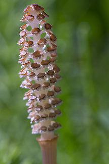 Common horsetail  Common Horsetail,Equisetum arvense,Geotagged,Spring,United States