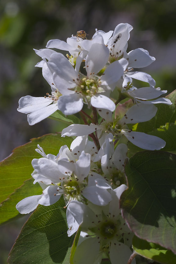 Western serviceberry  Amelanchier alnifolia,Geotagged,Spring,United States,Western Serviceberry